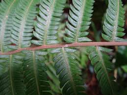 Image result for Pseudocyclosorus