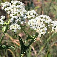 Image result for Parthenium