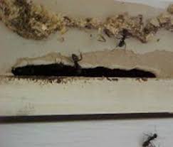 Trust asap pest control to manage your carpenter ant infestation. How To Get Rid Of Ants Rentokil Canada