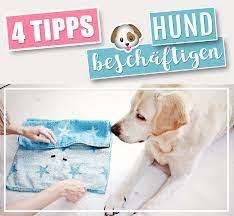 Hunde zuhause beschäftigen, was kann man da machen, ohne großes equipment? 4 Coole Beschaftigungs Ideen Um Den Hund Drinnen Zuhause In Der Wohnung Zu Beschaftigen Super Easy Diy Ide Hund Beschaftigen Hunde Hunde Tricks Beibringen