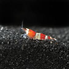 fw red crystal shrimp