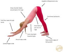 Jun 20, 2016 · anatomy of the core muscles as we proceed to hold the downward dog pose, expanding through the inner body, our outer body lengthens through the sides, also lengthening the oblique muscles of the core and the intercostal muscles between the ribs. Downward Facing Dog Explained Ebru S Yoga Blog