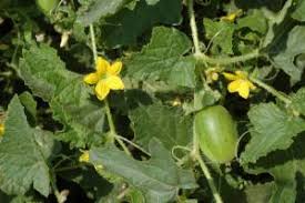 Image result for Cucumis bryoniifolius