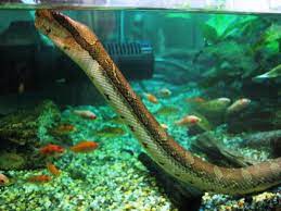 The fish gallery on instagram: Building A Snake Aquarium Not For The Faint Of Heart Fpsbutest
