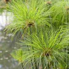 Image result for Cyperus maculatus