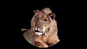 We did not find results for: Mgm Roar Soundeffects Wiki Fandom