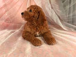 We did not find results for: Professional Iowa Breeders Mini Goldendoodle Puppies