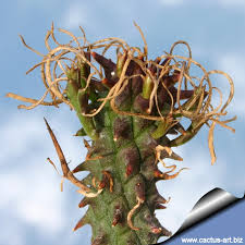 Image result for Euphorbia didiereoides