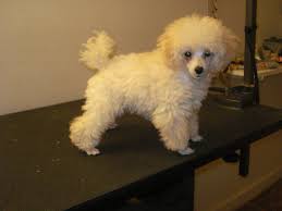 Pin By Elizabeth Tillotson On Dog Poodle Toy Poodle Haircut Poodle Puppy Poodle Puppy Standard