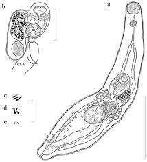 Image result for Dignathia