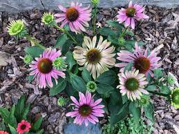 Green Twister Echinacea Echinacea Plants Flowers