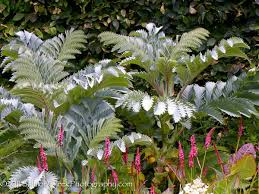 Image result for Melianthus major