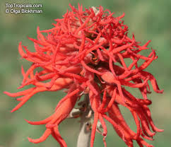 Image result for Erythrina abyssinica