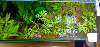 Image result for Ceratopteris thalictroides