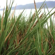 Image result for Sporobolus stapfianus