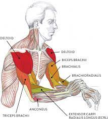 In these diagrams, the brachioradialis muscle is indicated. Muscles Of The Arm And Hand Classic Human Anatomy In Motion The Artist S Guide To The Dynamics Of Figure Drawing