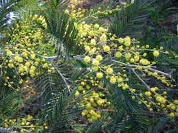 Image result for Acacia dealbata