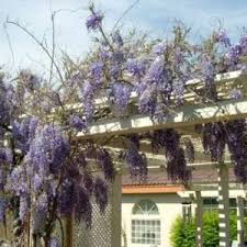 It provides a shaded area underneath to sit. How To Grow Wisteria Creative Homemaking