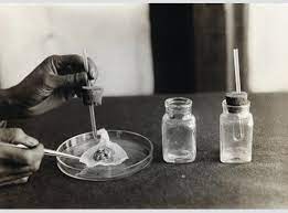 For animal cell culture the cells are taken from the organ of an experimental animal. Early Tissue And Cell Culture In Vaccine Development History Of Vaccines