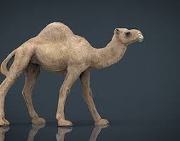 How long did this take to. Vr Ar Ready 3d Camel Model Cgtrader