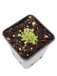 Image result for Genlisea africana