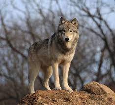 Meet The Wolves Of Speedwell Wolf Sanctuary Of Pa Im Blue Adopt A Wolf Wolf