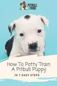 That's about when most puppy owners start to wonder why they got a puppy. How To Potty Train A Pitbull Puppy Step By Step Pitbulltribe Com