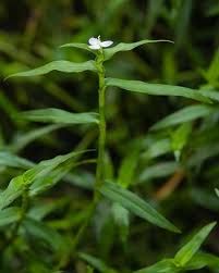 Image result for Murdannia simplex