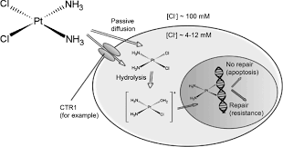 Cisplatin Structure And Mechanism Of Action Download Scientific Diagram