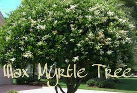 Three Beautiful Shade Trees To Consider For Your Home Myrtle Tree Shade Trees Trees To Plant