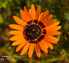 Image result for Ursinia montana