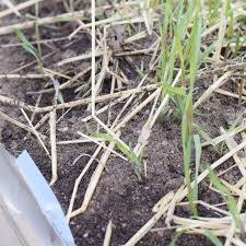 Wilson ant out ant traps use poison in order to kill the ants. 7 Ways To Get Rid Of Ants In The Garden Naturally