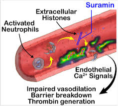 Image result for Suramin