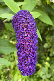 Image result for Buddleja davidii