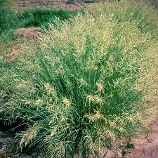 Image result for Eragrostis congesta