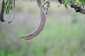 Image result for Acacia gerrardii