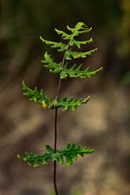 Image result for Aleuritopteris welwitschii