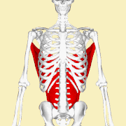 The sartorius muscle, a muscle running down the anterior thigh. Latissimus Dorsi Muscle Wikipedia