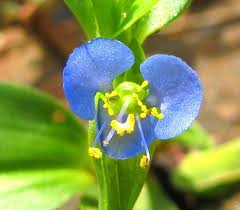Image result for Commelina diffusa