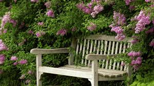 Lydia on Adding Lilacs to Your Garden