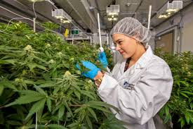Background integrated pest management (ipm) plan development process what is a pest? Commercial Cannabis Production Program Niagara College