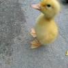 It was bred from the mallard in china. 1