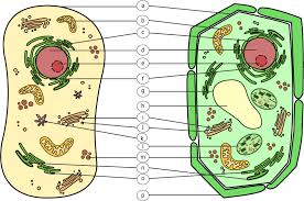 Wie soll das arbeitsblatt didaktisch aufgebaut sein? Https Www School Scout De Vorschau 34188 Biologie Arbeitsblaetter Mit Loesungen Cytologie Pdf