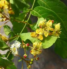 Image result for Triaspis macropteron