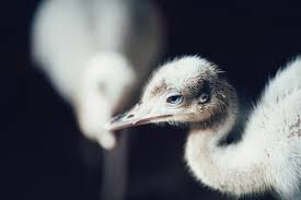 Jodie griggs / getty images stock 250 Names Ideas With Meanings For Pet Baby Birds Funny Cute Cool We Re All About Pets