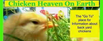 Maybe you would like to learn more about one of these? Black Cochin Bantams Chicken Heaven On Earth