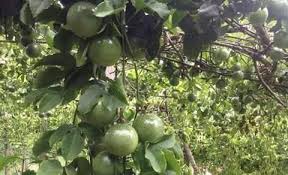 Home » buah buahan » 7 cara menanam markisa dengan stek (panduan lengkap). Khasiat Buah Markisa Untuk Kesehatan Dan Ibu Hamil