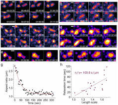 Although, in a vacuum, there is not any air resistance to electrify the falling gadgets. Nuclear Speckle Fusion Via Long Range Directional Motion Regulates The Number And Size Of Speckles Biorxiv