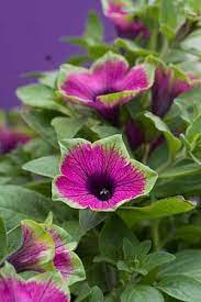 Love The Picasa Petunia It Works Better In Containers Viewed Up Close Plants Petunias Beautiful Flowers