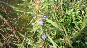 Image result for Hygrophila schulli